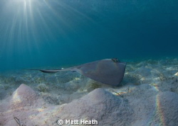 I was lucky to have the most playful Southern Stingray I ... by Matt Heath 